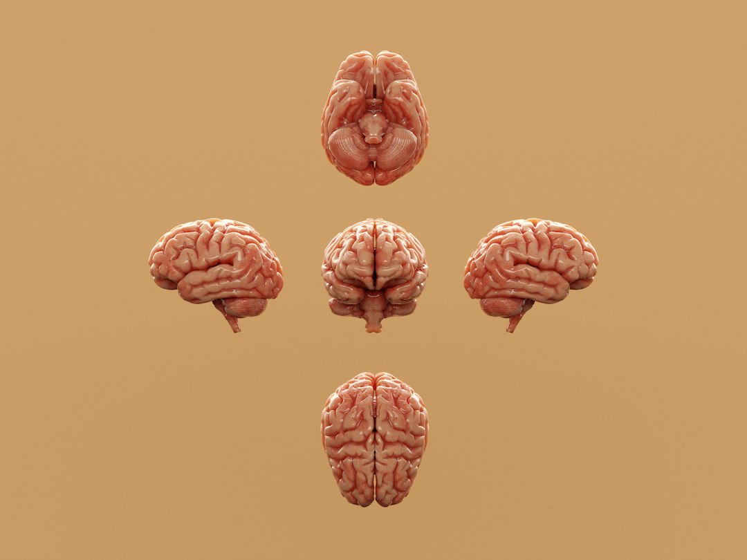 Photo brain health continuous learning